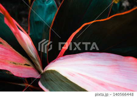 Selective focus , Leaf or plant Cordyline fruticosa leaves calming coral colorful vivid tropical nature background 140566448
