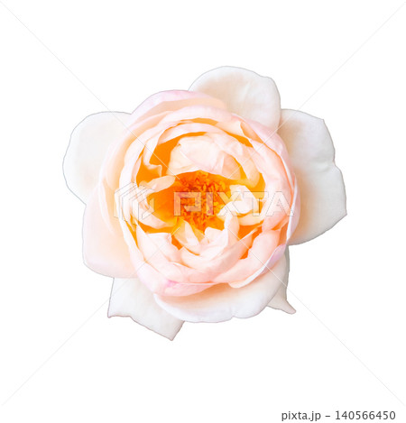 Beautiful pastel rose flower isolated white background Beautiful pastel rose flower isolated white background 140566450