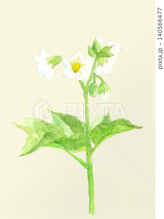 水彩で描いた馬鈴薯の花のモノトーンイラスト素材【手描き】色バック コピースペースあり 水彩で描いた馬鈴薯の花のモノトーンイラスト素材【手描き】色バック コピースペースあり 140566477