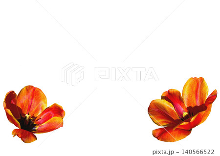 Two opened red orange tulip flower heads isolated on white 140566522