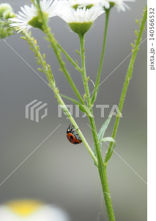 ハルジオンの花と茎とテントウムシ ハルジオンの花と茎とテントウムシ 140566532