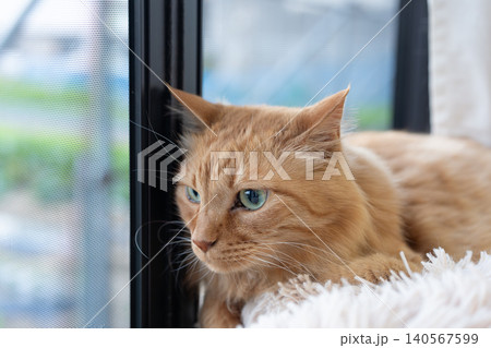 窓辺でくつろぐ可愛い猫　茶トラ猫 140567599