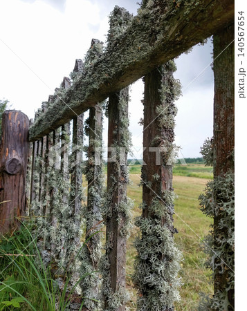 Close-up of an aged wooden picket fence overgrown with textured grey lichen. Close-up of an aged wooden picket fence overgrown with textured grey lichen. 140567654