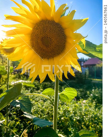 Vibrant yellow sunflower blooming in a sunny garden under a clear blue sky. 140567661