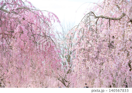 満開の枝垂れ桜並木 喜多方市 福島県 満開の枝垂れ桜並木 喜多方市 福島県 140567833