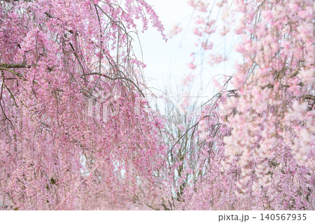 満開の枝垂れ桜並木 喜多方市 福島県 満開の枝垂れ桜並木 喜多方市 福島県 140567935