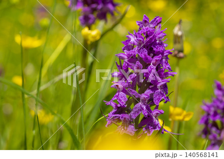 A vivid purple wildflower stands in sharp focus among soft yellow blossoms and green grass, with a bright natural background and gentle blurred bokeh A vivid purple wildflower stands in sharp focus among soft yellow blossoms and green grass, with a bright natural background and gentle blurred bokeh 140568141