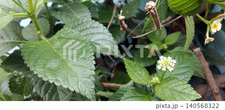 Green plant leaves with flower buds starting to appear. Green plant leaves with flower buds starting to appear. 140568322