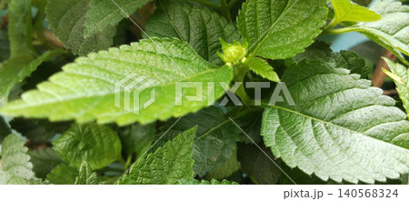 Green plant leaves with flower buds starting to appear. Green plant leaves with flower buds starting to appear. 140568324