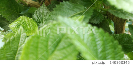 Close up of lush green foliage with natural leaf texture. 140568346