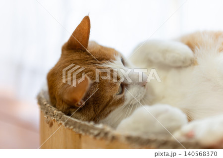 窓辺でくつろぐ猫 茶トラ白 窓辺でくつろぐ猫 茶トラ白 140568370