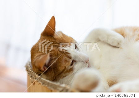 窓辺でくつろぐ猫 茶トラ白 窓辺でくつろぐ猫 茶トラ白 140568371