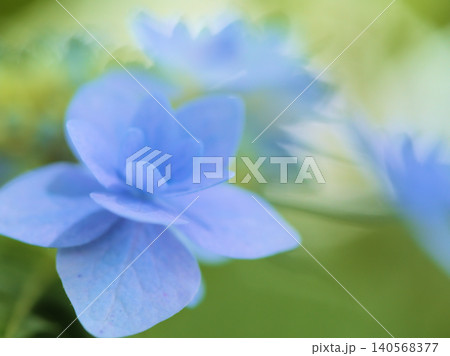 6月に美しく咲いたカラフルな紫陽花（アジサイ） 140568377