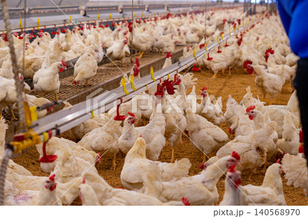 White Broiler Chickens Raised in Poultry Farm House for Commercial Meat Production White Broiler Chickens Raised in Poultry Farm House for Commercial Meat Production 140568970