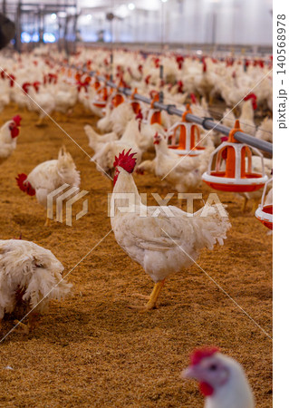 White Broiler Chickens Raised in Poultry Farm House for Commercial Meat Production White Broiler Chickens Raised in Poultry Farm House for Commercial Meat Production 140568978