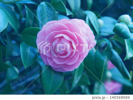 緑の葉にかこまれた椿の花 緑の葉にかこまれた椿の花 140569089