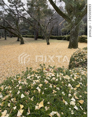 : 緑の植え込みに散るイチョウの葉と黄色い絨毯 : 緑の植え込みに散るイチョウの葉と黄色い絨毯 140569093