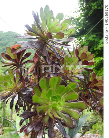 ベンケイソウ科の多肉植物「アエオニウム」 ベンケイソウ科の多肉植物「アエオニウム」 140569170