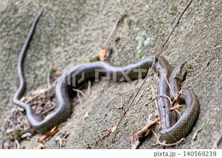 岩を登るアオダイショウ 140569239