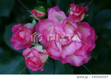 ピンク色の薔薇の花が咲いています 140569307