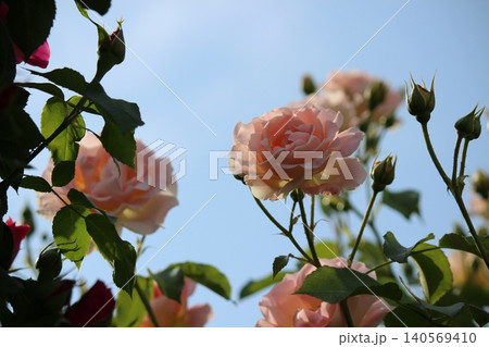 薔薇 紅いコントラスト ばら 薔薇 紅いコントラスト ばら 140569410