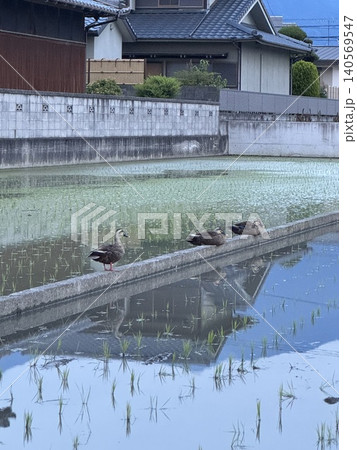 田植え後の水田で休むカルガモ 140569547
