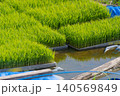 田植え前の田んぼ用に育てられた稲の苗箱と若い稲苗 140569849