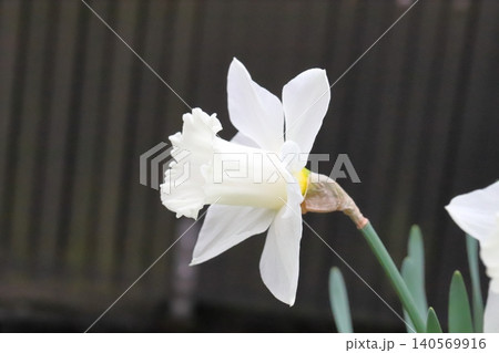 春の庭に咲く白い花びらに白い副花冠のラッパズイセンの花 春の庭に咲く白い花びらに白い副花冠のラッパズイセンの花 140569916