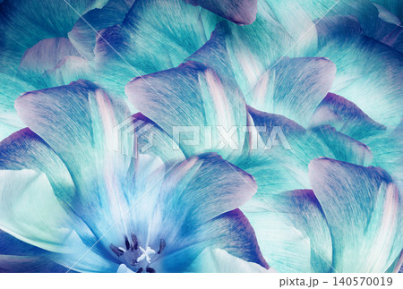Tulips flowers  light blue..  Floral background.  Close-up. Nature. 140570019