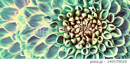 Dahlia flower.   Floral background. Macro. Nature. 140570020