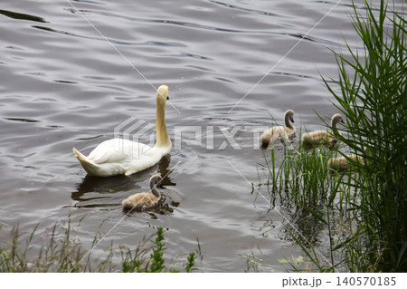 Cygnus olor family swimming on calm water with fluffy cygnets following closely behind. 140570185