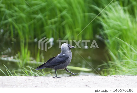 Coloeus monedula jackdaw with compact body and characteristic pale eyes perched in an urban environment. 140570196
