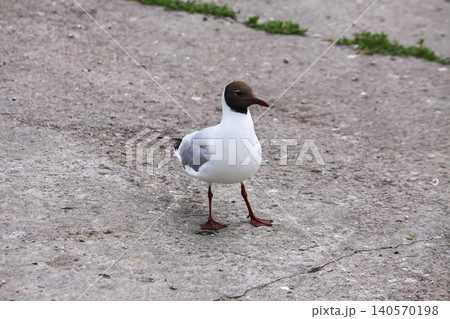 Chroicocephalus ridibundus black-headed gull in summer plumage with dark brown head and red beak and legs. 140570198