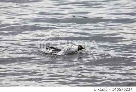Wild gull or Chroicocephalus ridibundus floating on water with clear reflection and seasonal coloration. 140570224