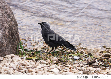 Close ornithological view of Coloeus monedula with sharp feather detail and pale eyes. Close ornithological view of Coloeus monedula with sharp feather detail and pale eyes. 140570227