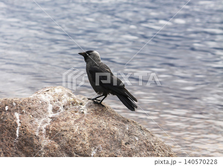 Close ornithological view of Coloeus monedula with sharp feather detail and pale eyes. 140570228