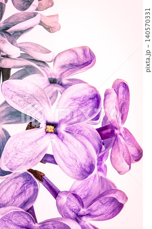 Lilac flowers and petals. Close-up. Nature. Lilac branch. Lilac flowers and petals. Close-up. Nature. Lilac branch. 140570331