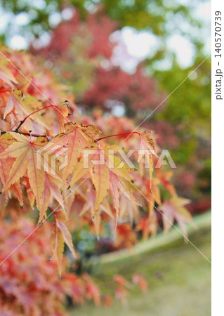 真っ赤な紅葉 真っ赤な紅葉 140570739