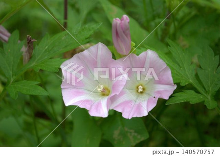 ヒルガオの花 ヒルガオの花 140570757