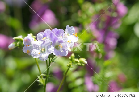 柔らかなボケ感のあるハナシノブの花 柔らかなボケ感のあるハナシノブの花 140570762