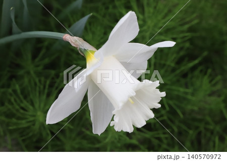 春の庭に咲く白い花びらに白い副花冠のラッパズイセンの花 春の庭に咲く白い花びらに白い副花冠のラッパズイセンの花 140570972