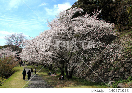佐賀県の歴史的観光名所、「名護屋城跡」　満開の桜で賑わう春の風景 140571038