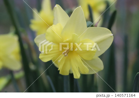 春の庭に咲く黄色い花びらと副花冠のスプリットコロナスイセンの花 春の庭に咲く黄色い花びらと副花冠のスプリットコロナスイセンの花 140571164