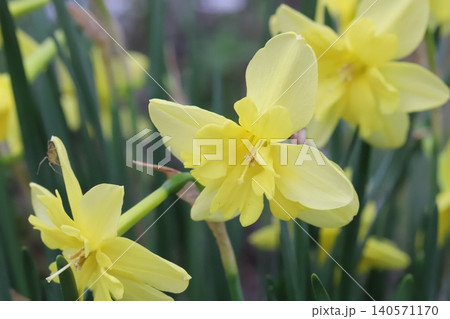 春の庭に咲く黄色い花びらと副花冠のスプリットコロナスイセンの花 春の庭に咲く黄色い花びらと副花冠のスプリットコロナスイセンの花 140571170