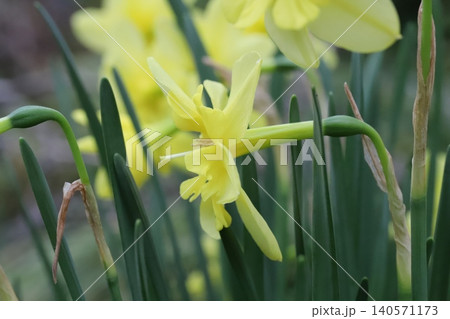 春の庭に咲く黄色い花びらと副花冠のスプリットコロナスイセンの花 140571173
