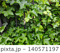 Green Ivy Climbing Fence in Urban Neighborhood 140571197