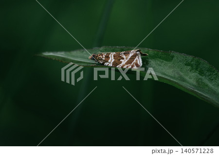 Brown patterned moth resting on a green leaf Brown patterned moth resting on a green leaf 140571228