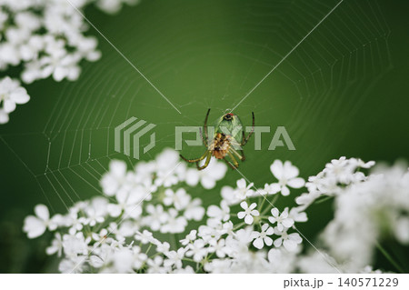 Spider on web among white wildflowers Spider on web among white wildflowers 140571229