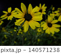夜に咲くひまわり 140571238
