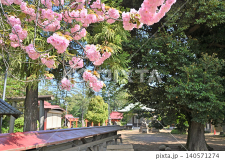 岩槻散歩:第六天神社 馬込の第六天神社 境内の八重桜 岩槻散歩:第六天神社 馬込の第六天神社 境内の八重桜 140571274